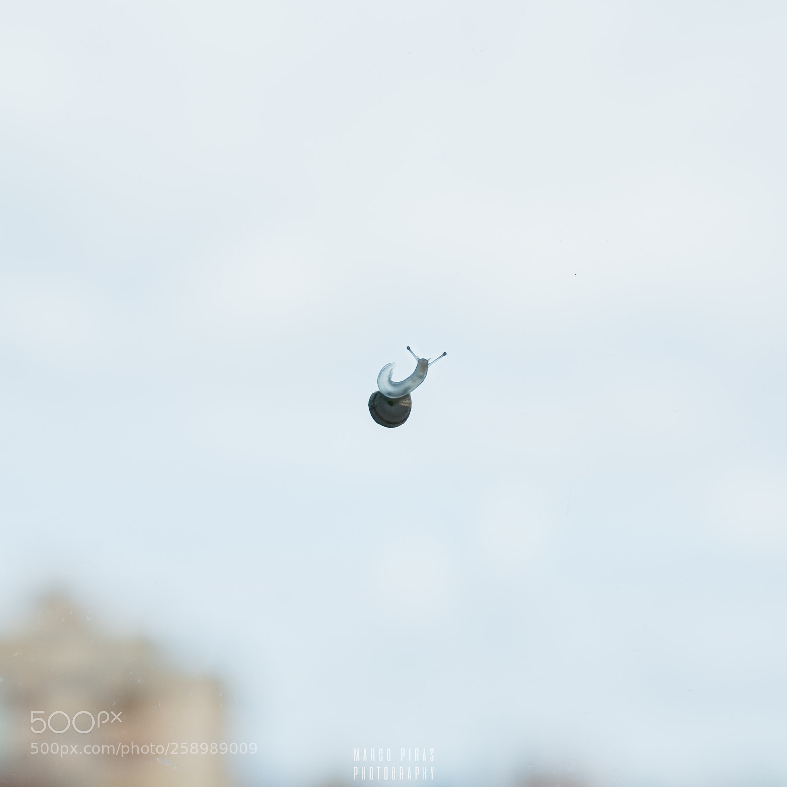 Nikon D610 sample photo. Snail photography
