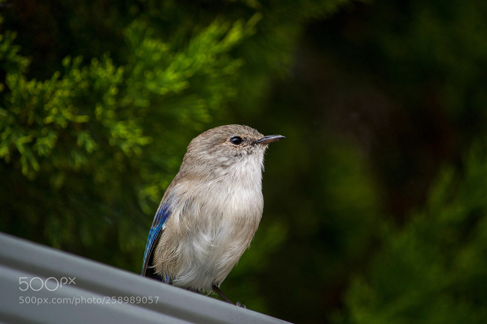 Nikon D3100 sample photo. Fairy wren photography