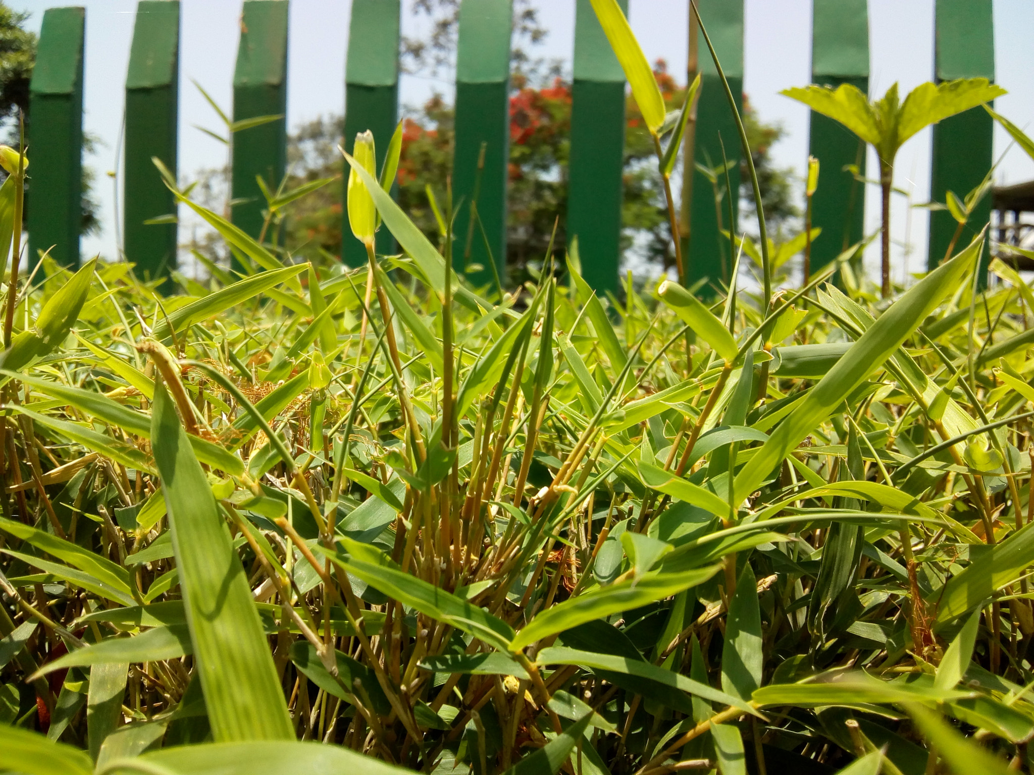 Motorola Moto C Plus sample photo. Small bamboo tree photography