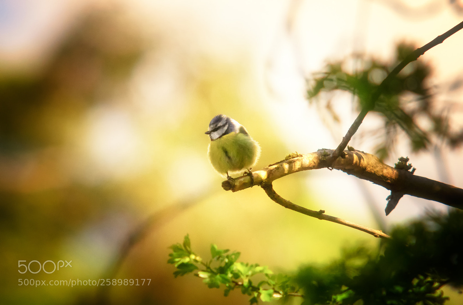 Pentax K-3 sample photo. Blue tit. photography