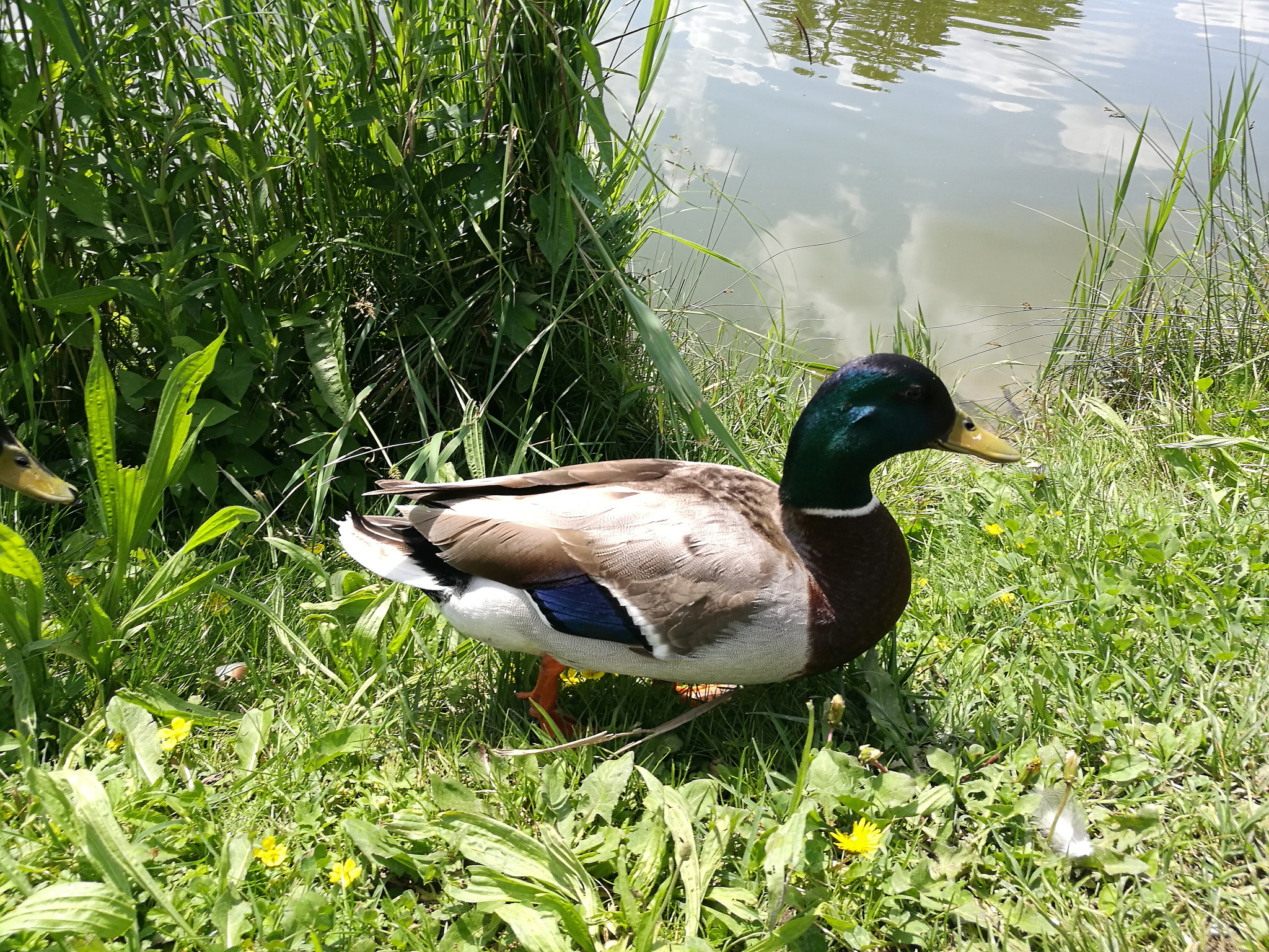 HUAWEI P9 Plus sample photo. Duck photography