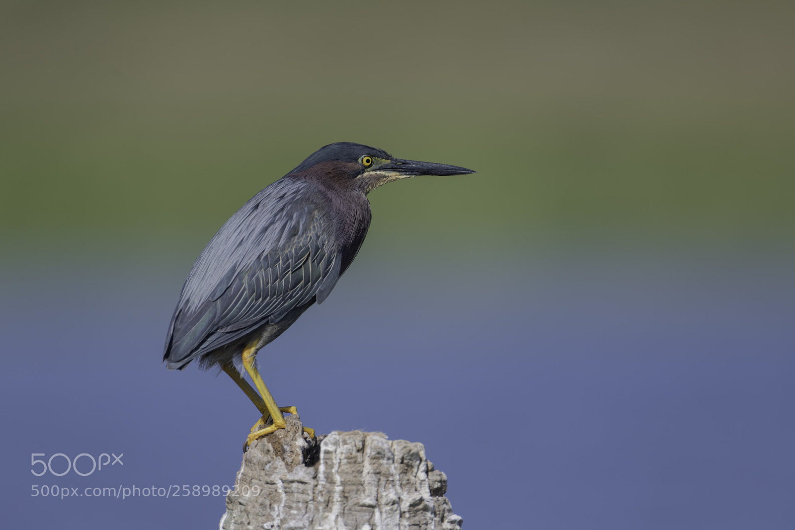 Nikon D850 sample photo. A green heron profile photography