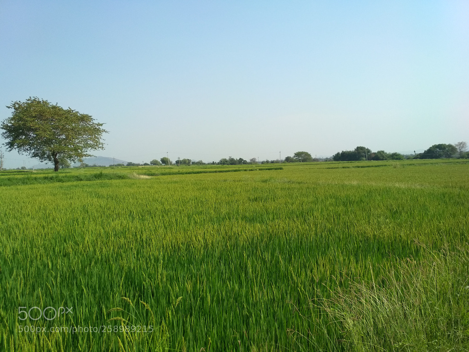 Xiaomi Redmi 4 Pro sample photo. Nature photography