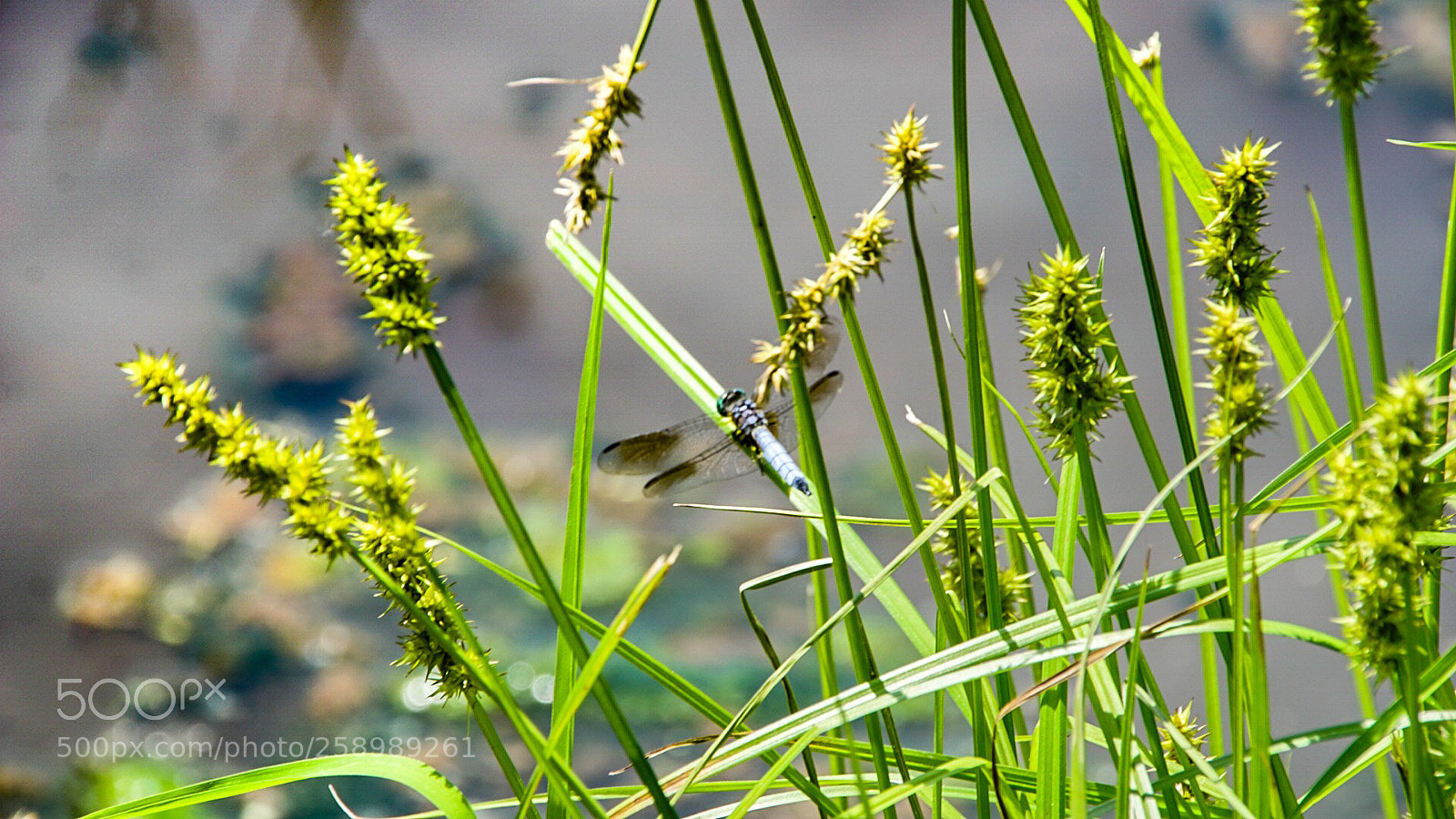 Sony a6000 sample photo. Dragonfly on the grass photography