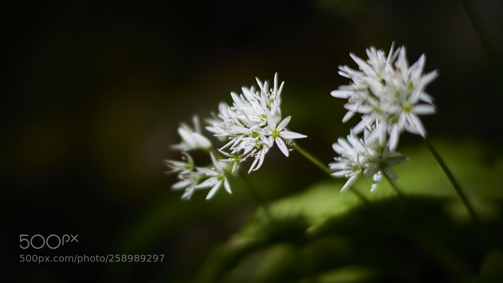 Nikon D800E sample photo. White stars photography