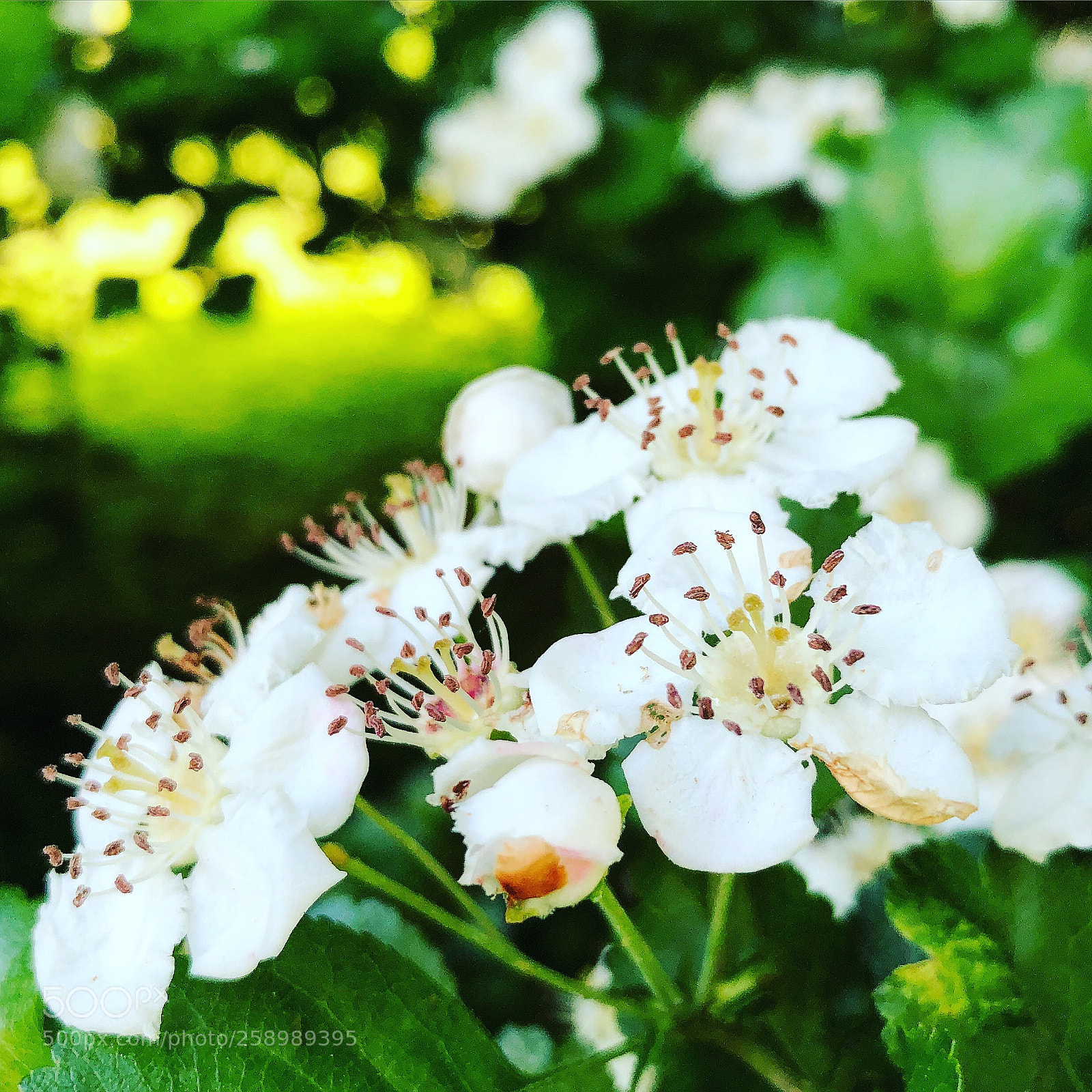 Apple iPhone 8 Plus sample photo. White flowers photography