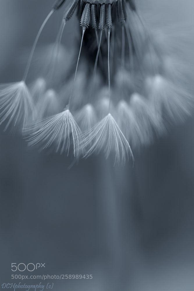 Canon EOS 650D (EOS Rebel T4i / EOS Kiss X6i) sample photo. Feathers of a dandelion photography
