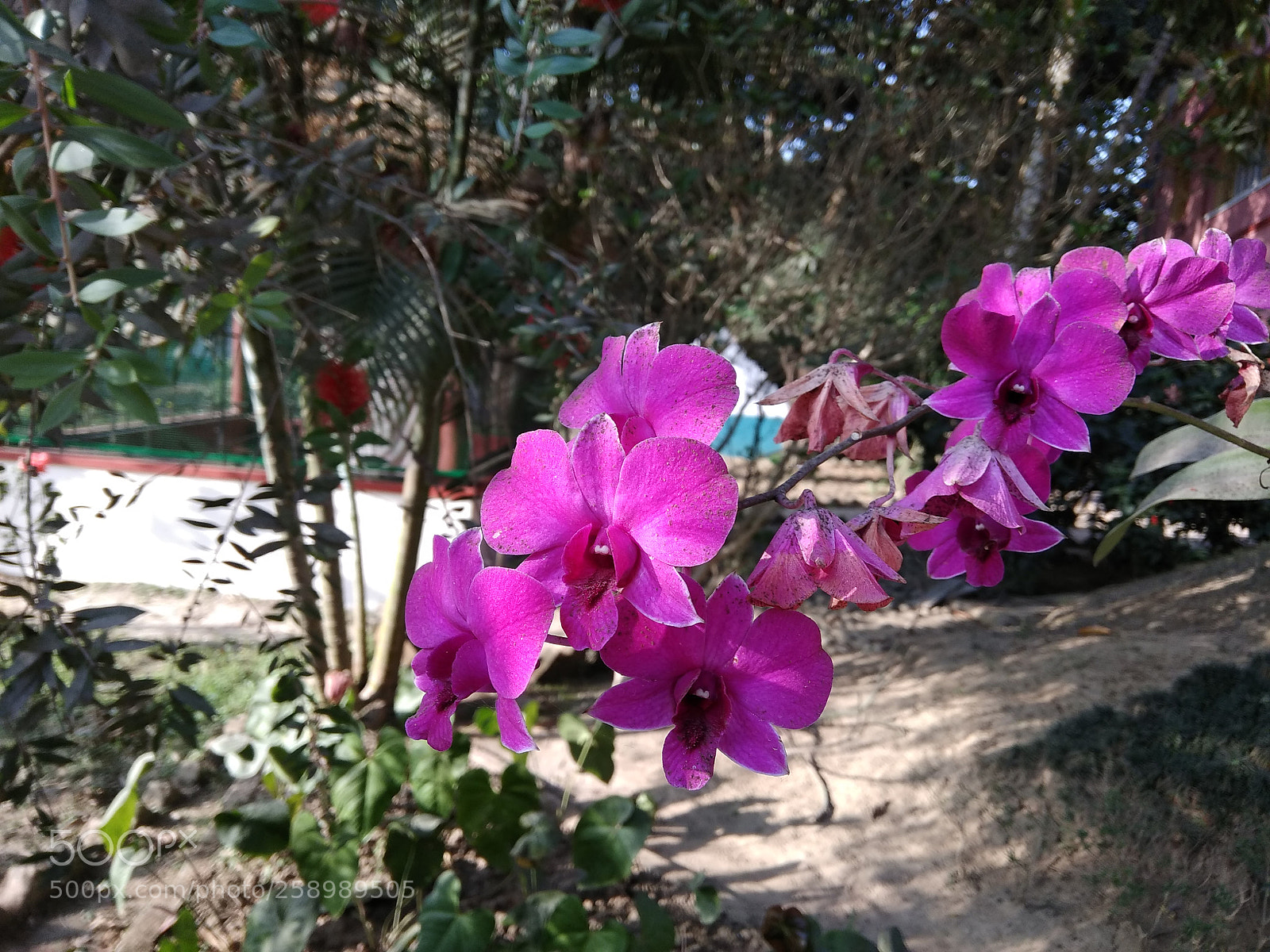 Xiaomi Redmi Note 4 sample photo. Untitled photography