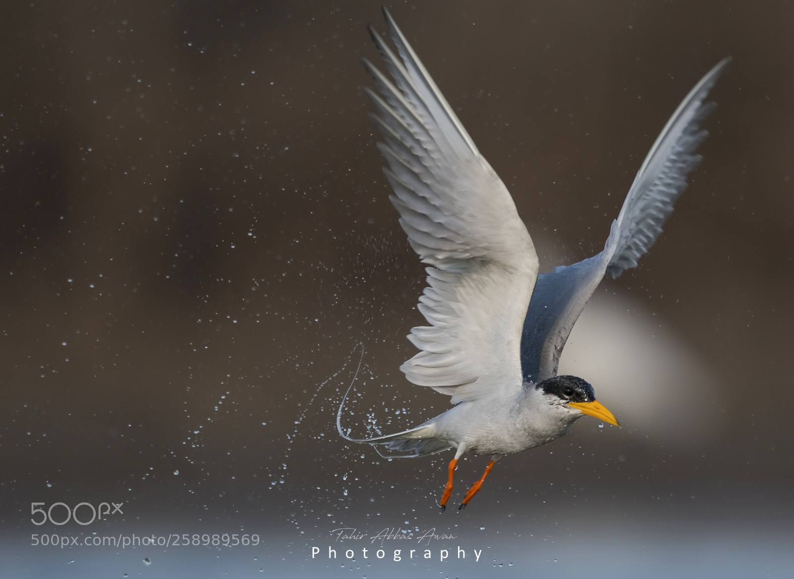 Nikon D500 sample photo. The river tern photography