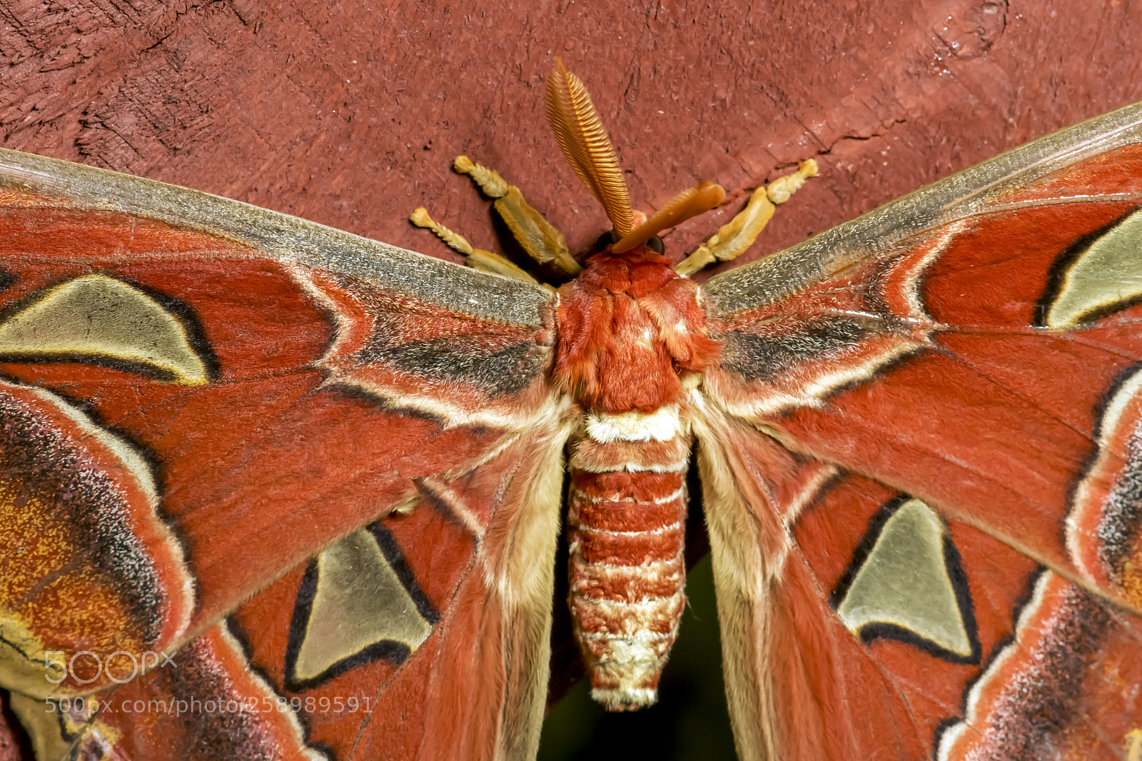 Sony SLT-A77 sample photo. Giant atlas moth. attacus photography
