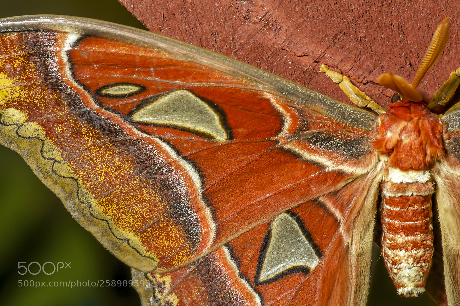 Sony SLT-A77 sample photo. Giant atlas moth. attacus photography