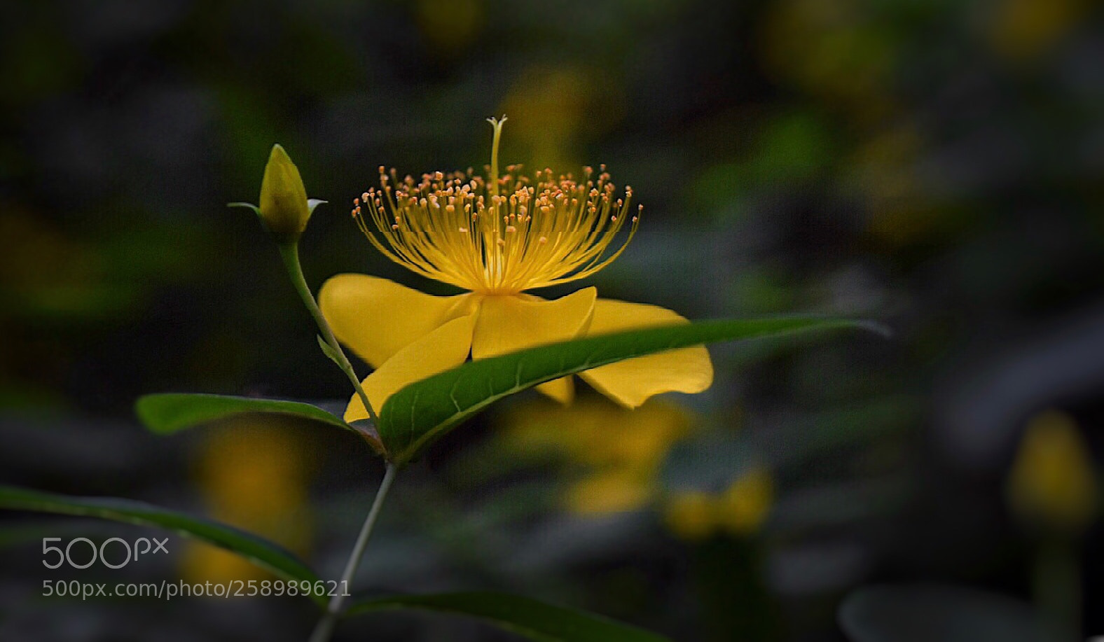 Nikon D5500 sample photo. Yellow grace one photography