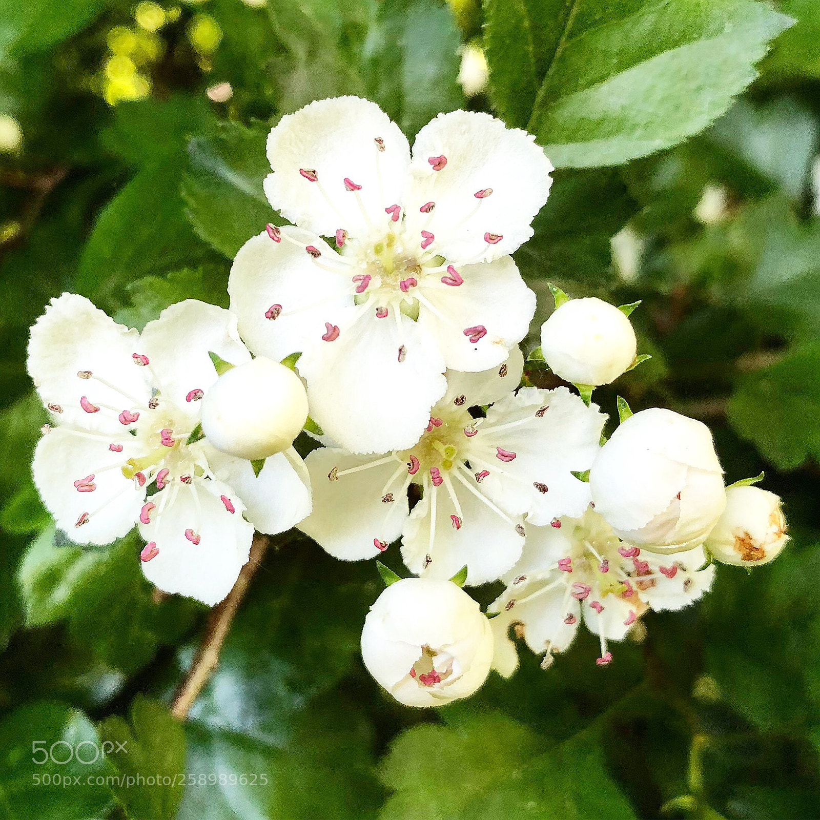 Apple iPhone 8 Plus sample photo. Lovely white flowers photography