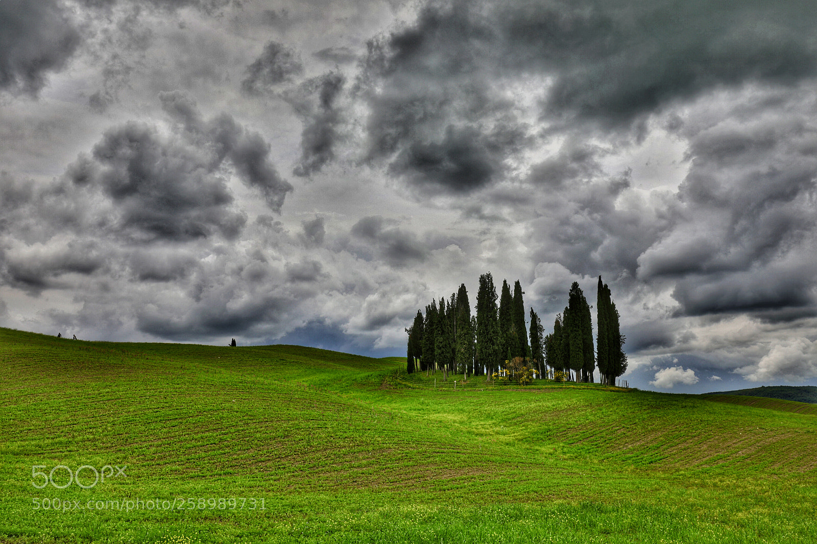 Canon EOS 5D Mark IV sample photo. Cypress under the storm photography