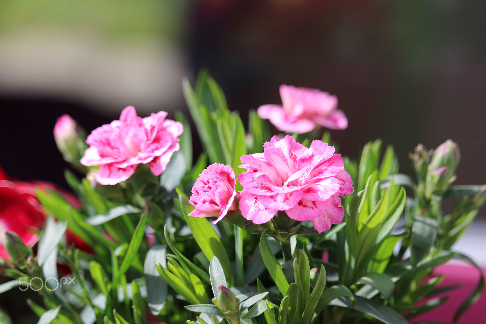 Canon EF-S 55-250mm F4-5.6 IS STM sample photo. Oeillets photography