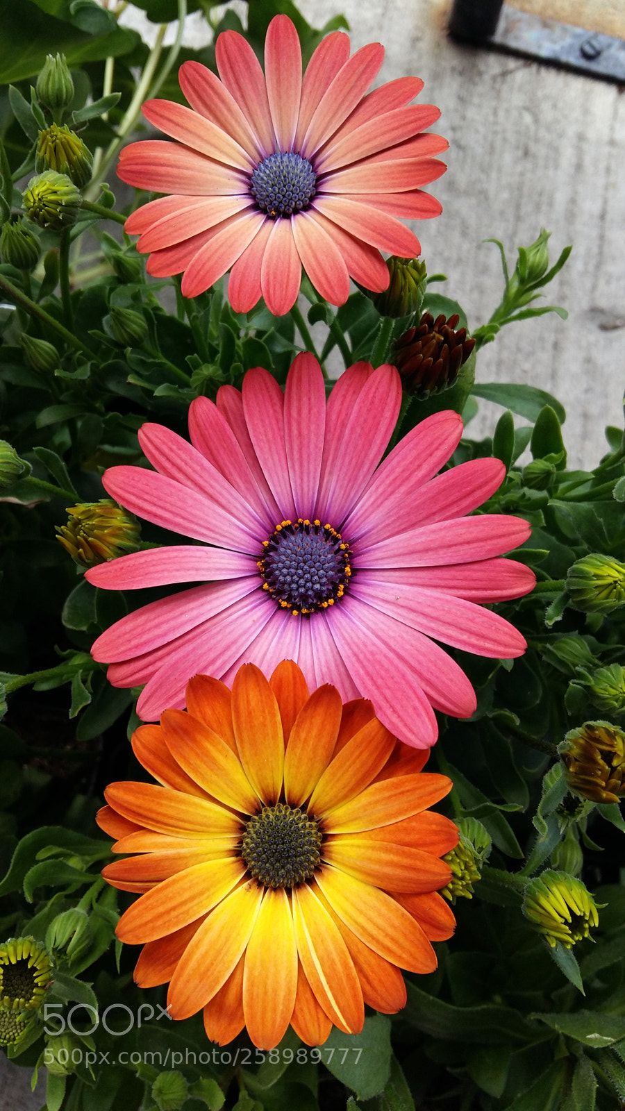 Samsung Galaxy A5 sample photo. Contrast of spring photography