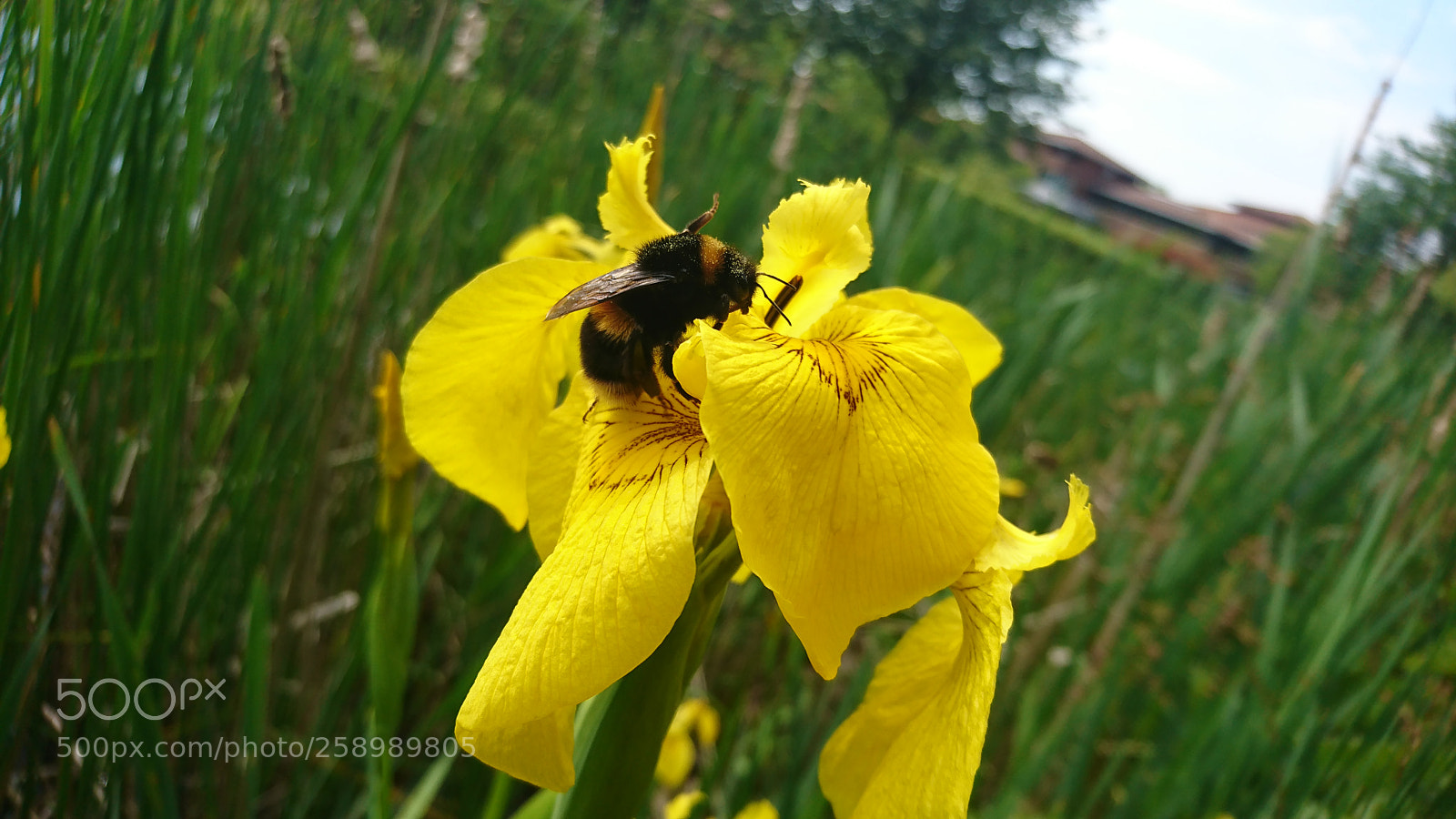 Sony Xperia XZ sample photo. Bumblebee going about its photography