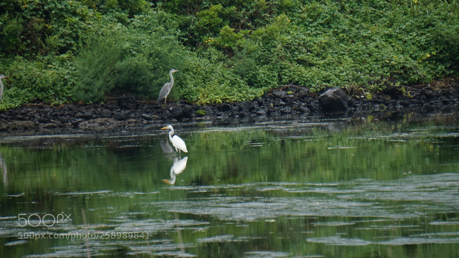 Sony Alpha a5000 (ILCE 5000) sample photo. Oriental stork photography