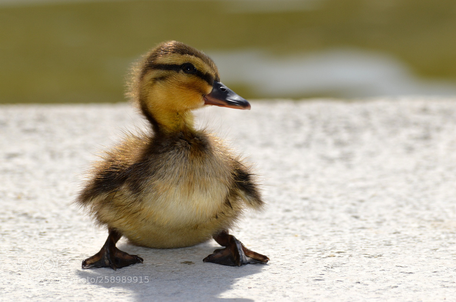Nikon D3200 sample photo. Untitled photography