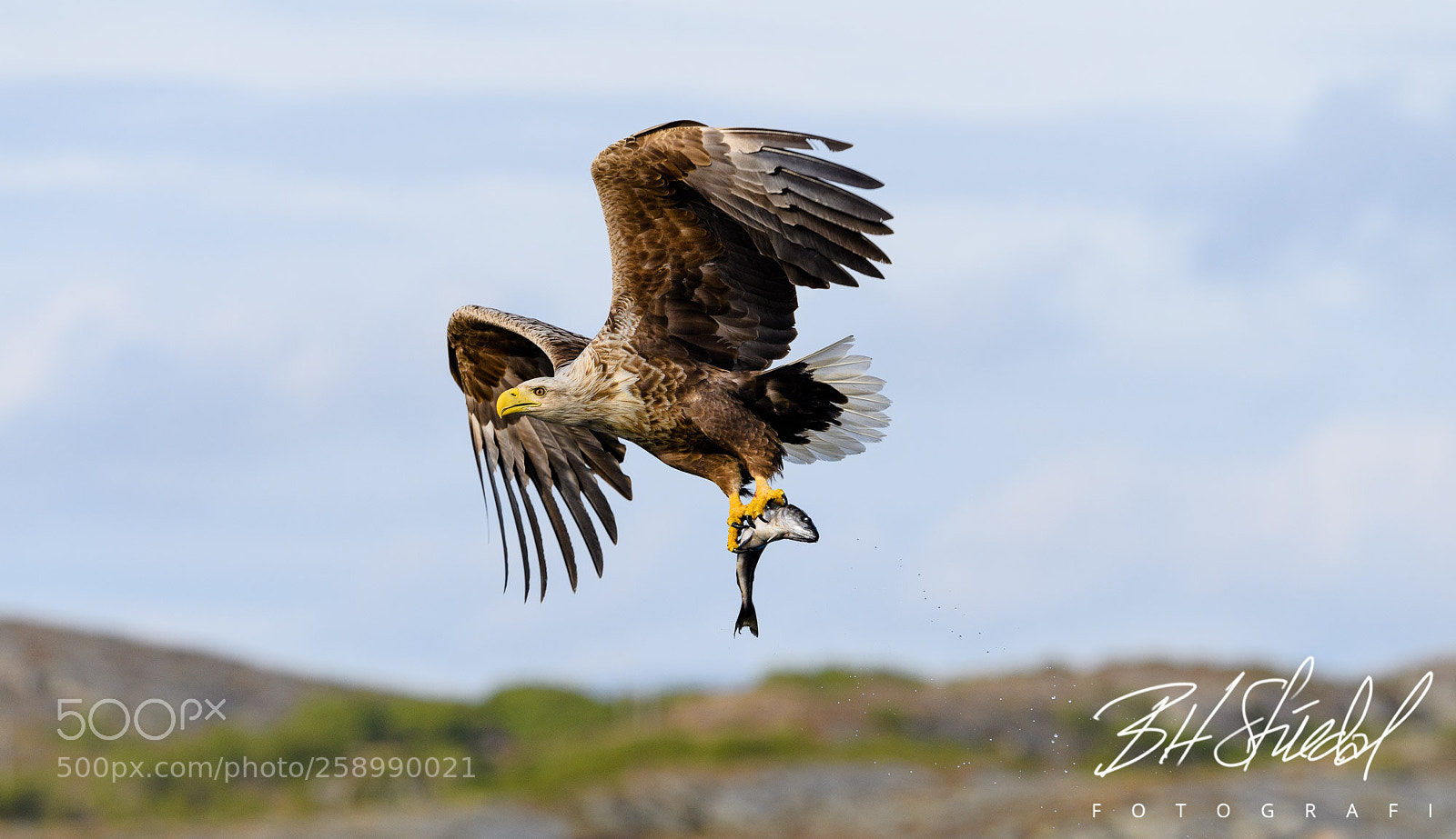 Nikon D5 sample photo. White-tailed eagle photography