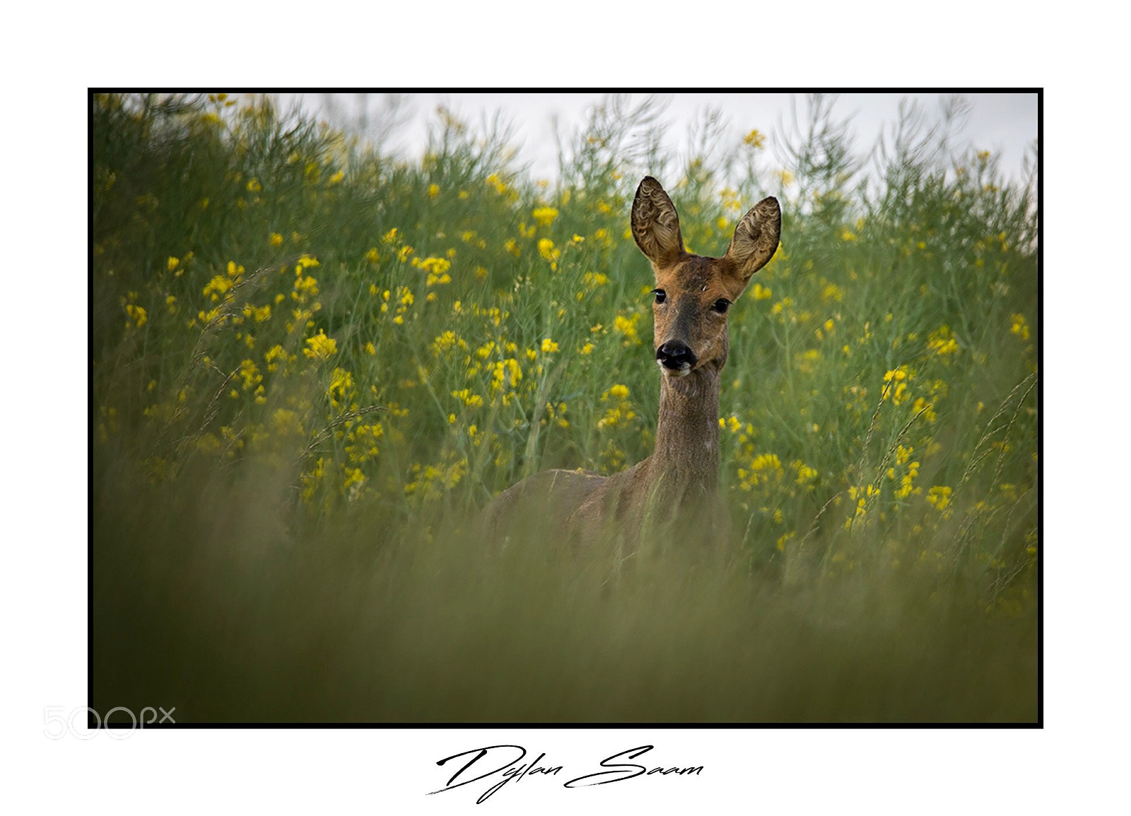 Canon EOS 5D Mark IV sample photo. Chevreuil ! photography