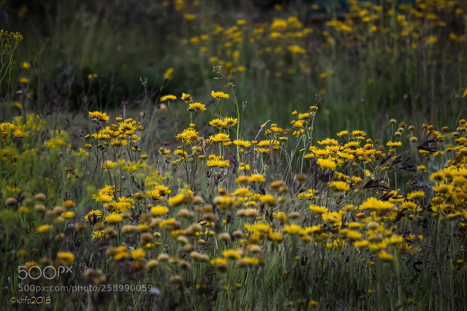 Canon EOS 650D (EOS Rebel T4i / EOS Kiss X6i) sample photo. Yellow wild flowers photography