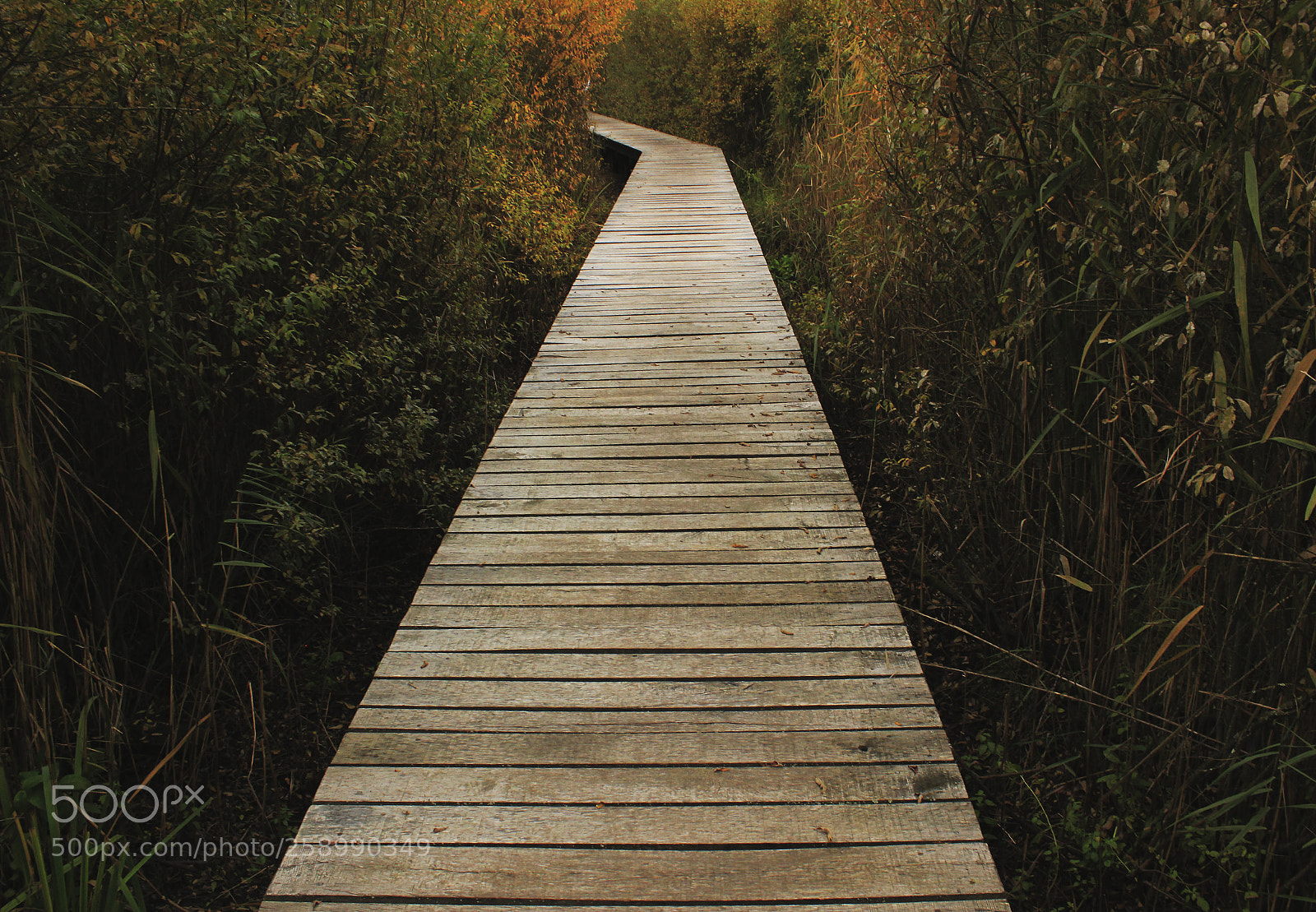 Canon EOS 600D (Rebel EOS T3i / EOS Kiss X5) sample photo. Endless path photography