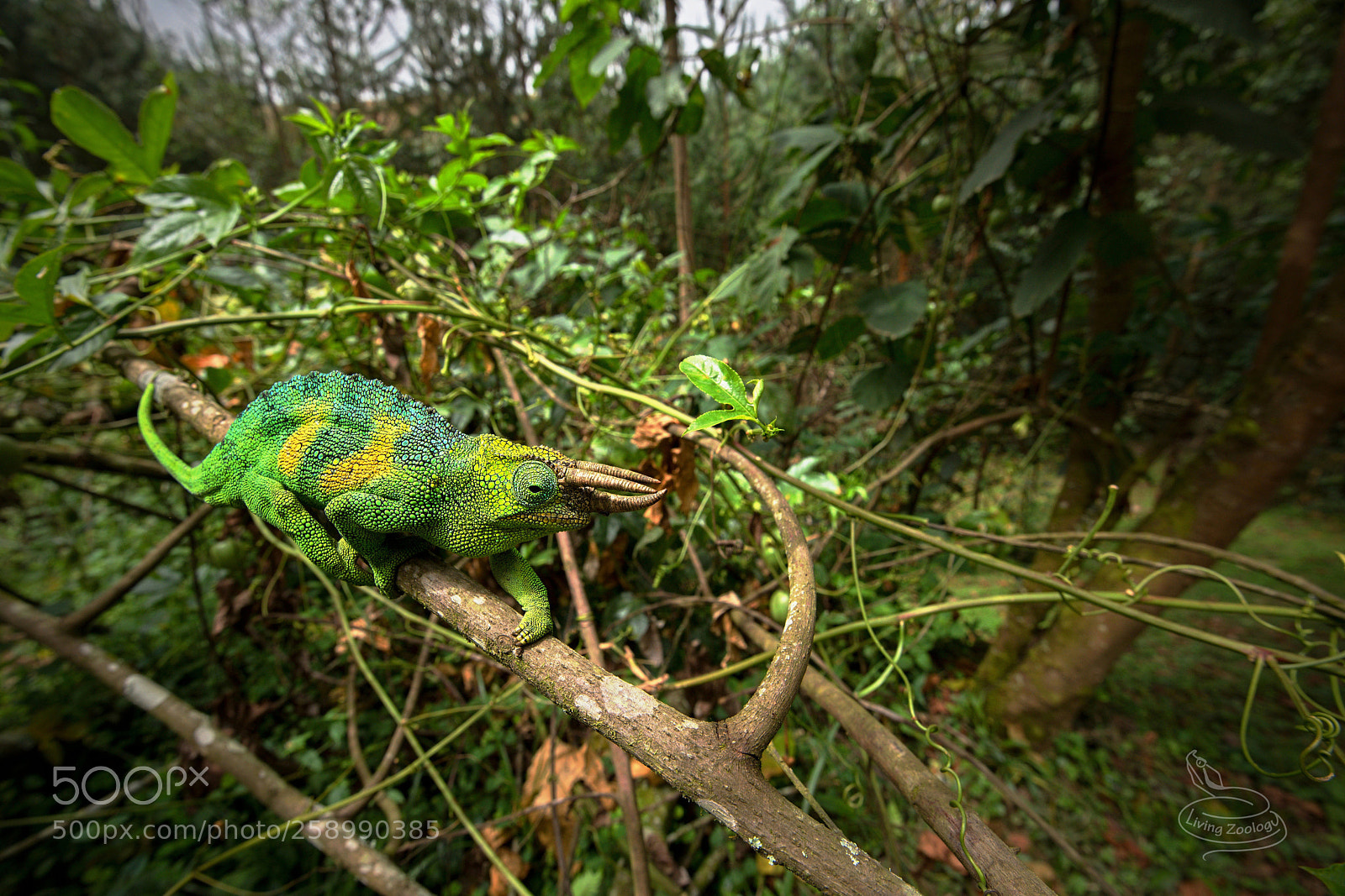 Nikon D750 sample photo. Johnston's chameleon (trioceros johnstoni) photography
