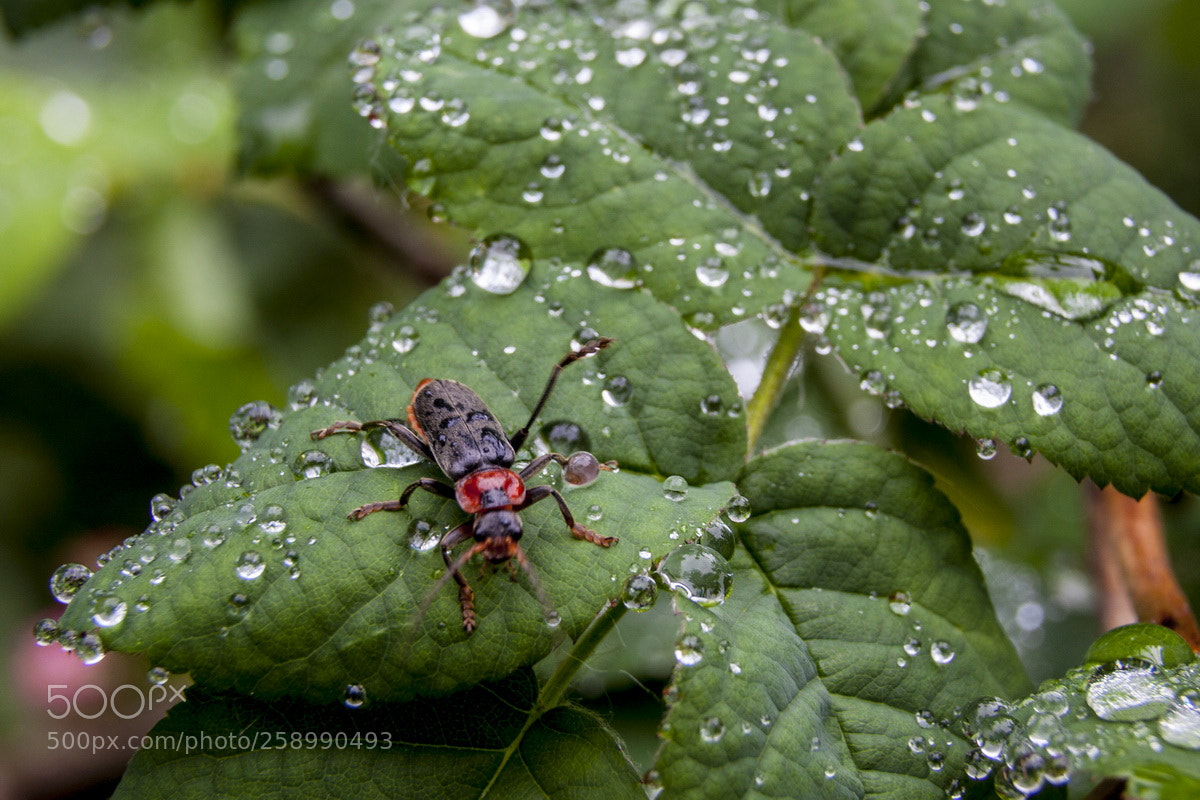 Canon EOS 50D sample photo. After the rain photography
