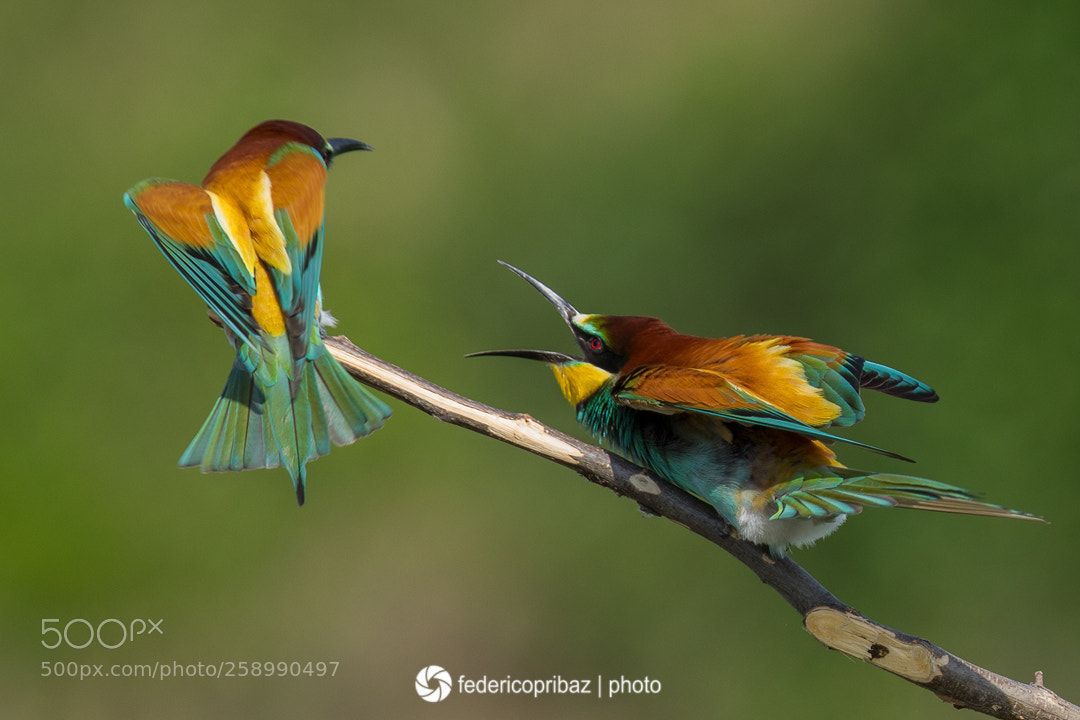 Canon EOS 5D Mark IV sample photo. Angry birds... photography