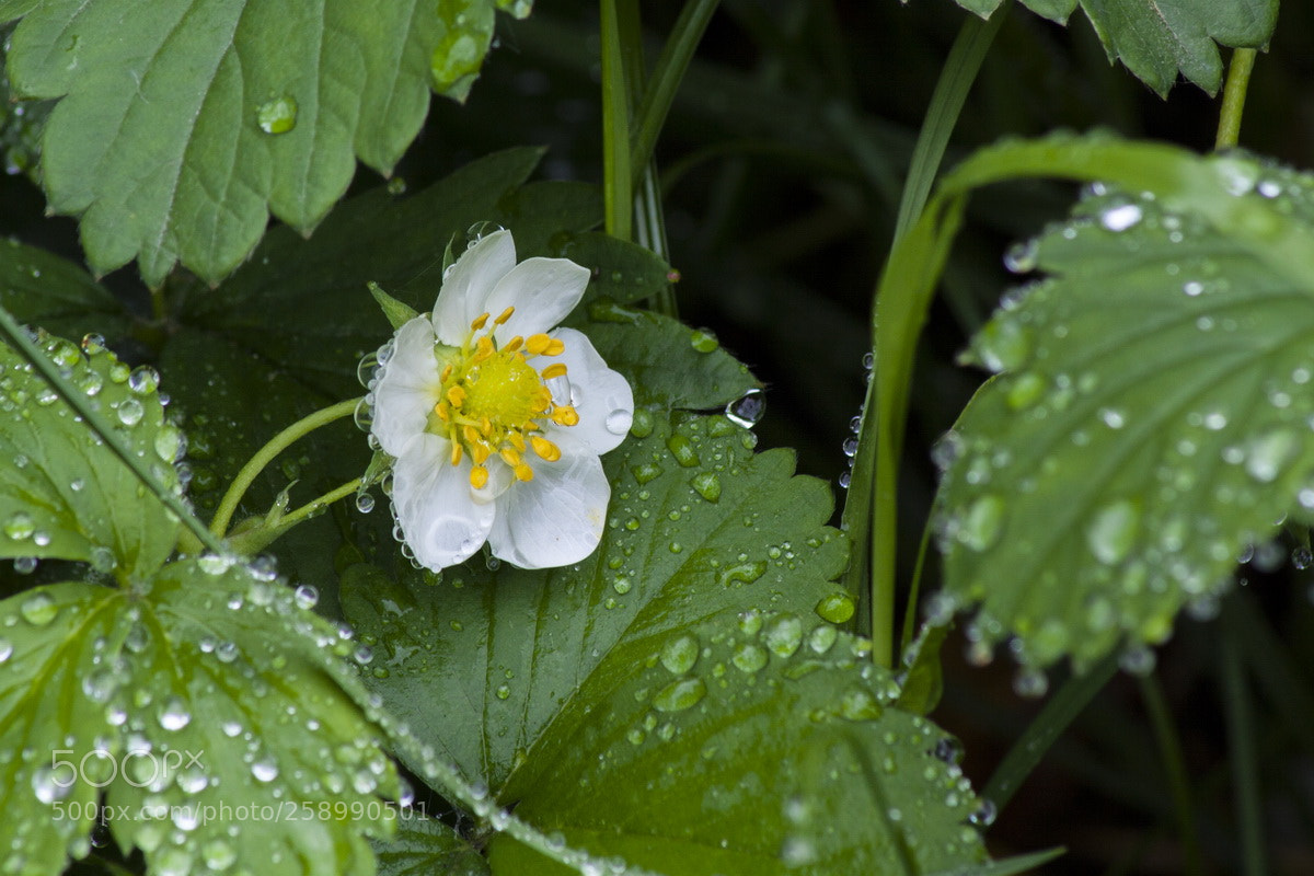 Canon EOS 50D sample photo. After the rain photography