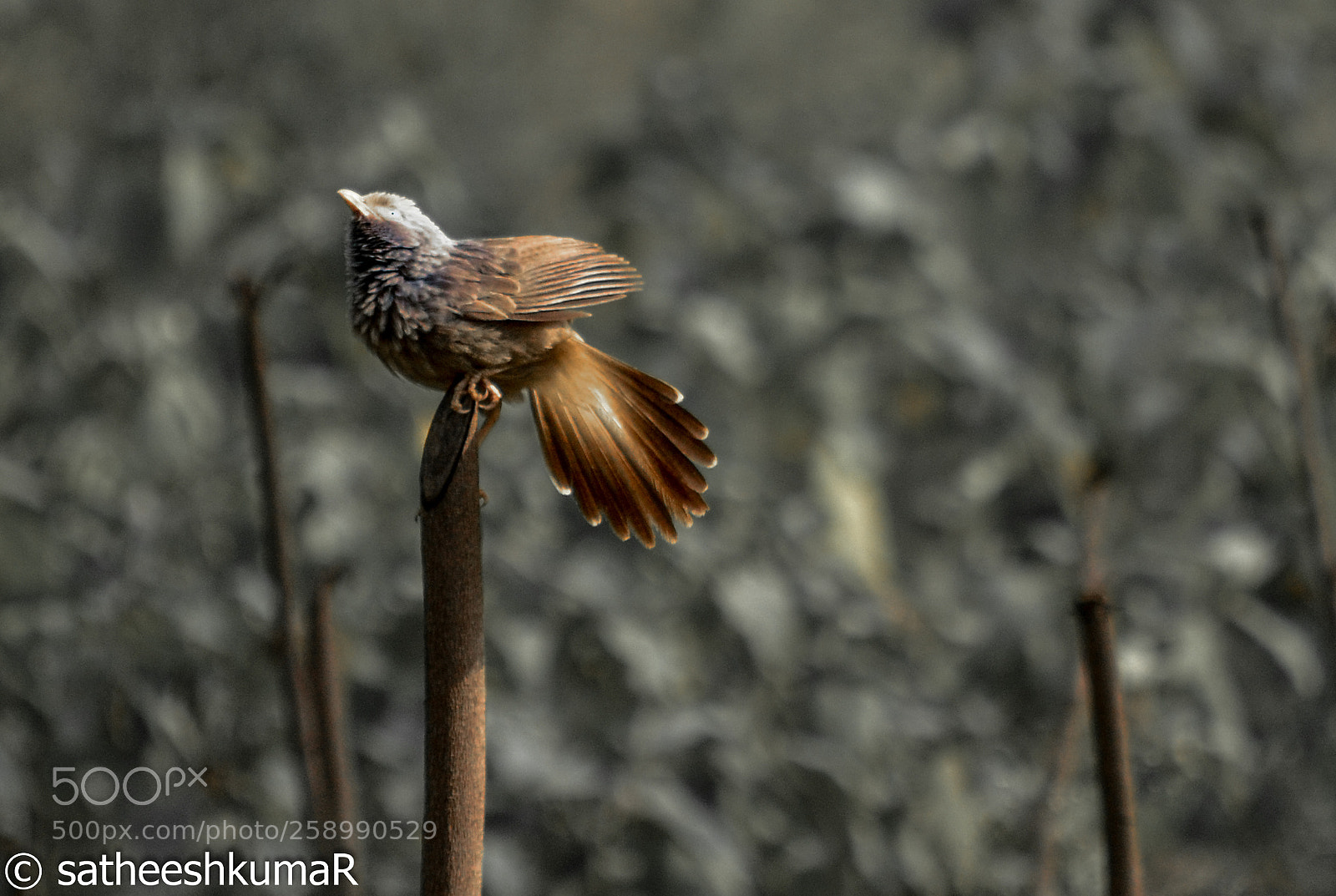 Nikon D3100 sample photo. Brown bird !!! photography