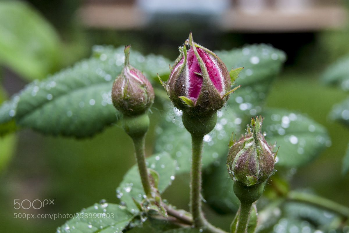 Canon EOS 50D sample photo. After the rain photography
