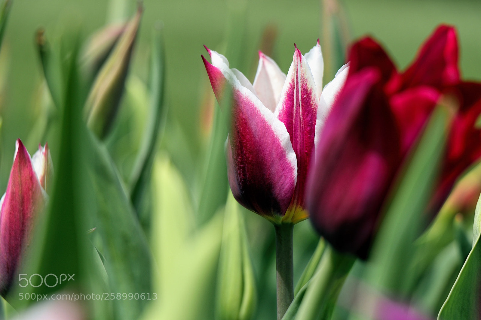 Canon EOS 77D (EOS 9000D / EOS 770D) sample photo. Shy tulip photography