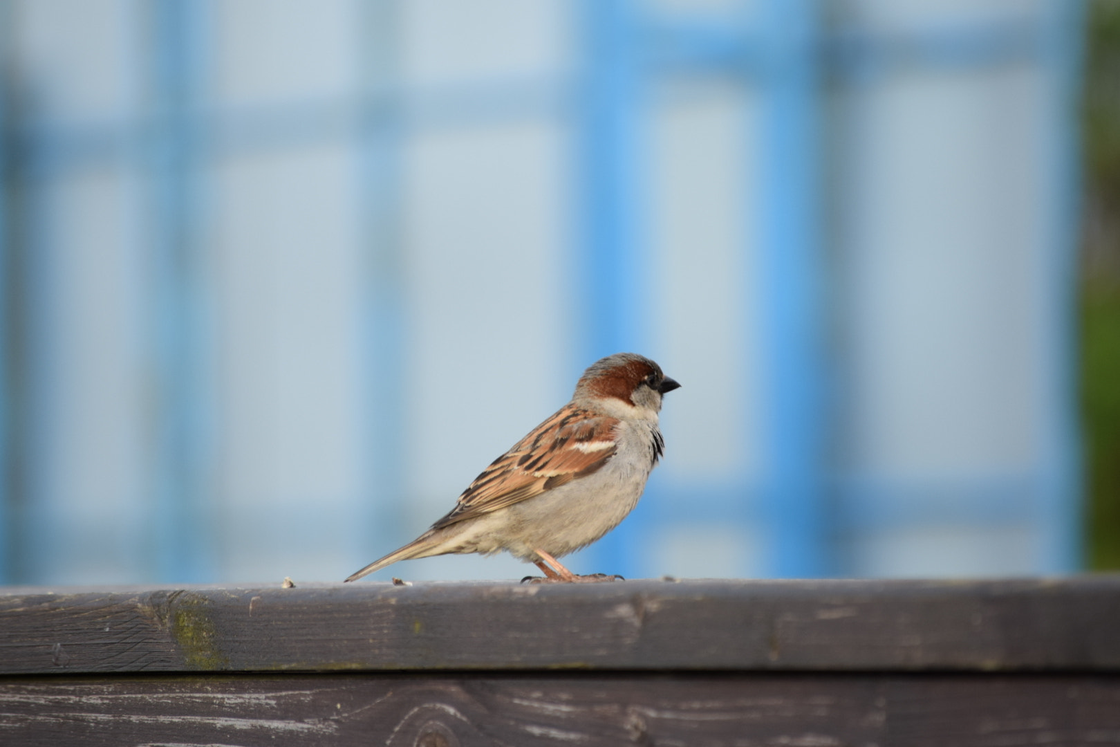 Nikon D5300 sample photo. Bird photography