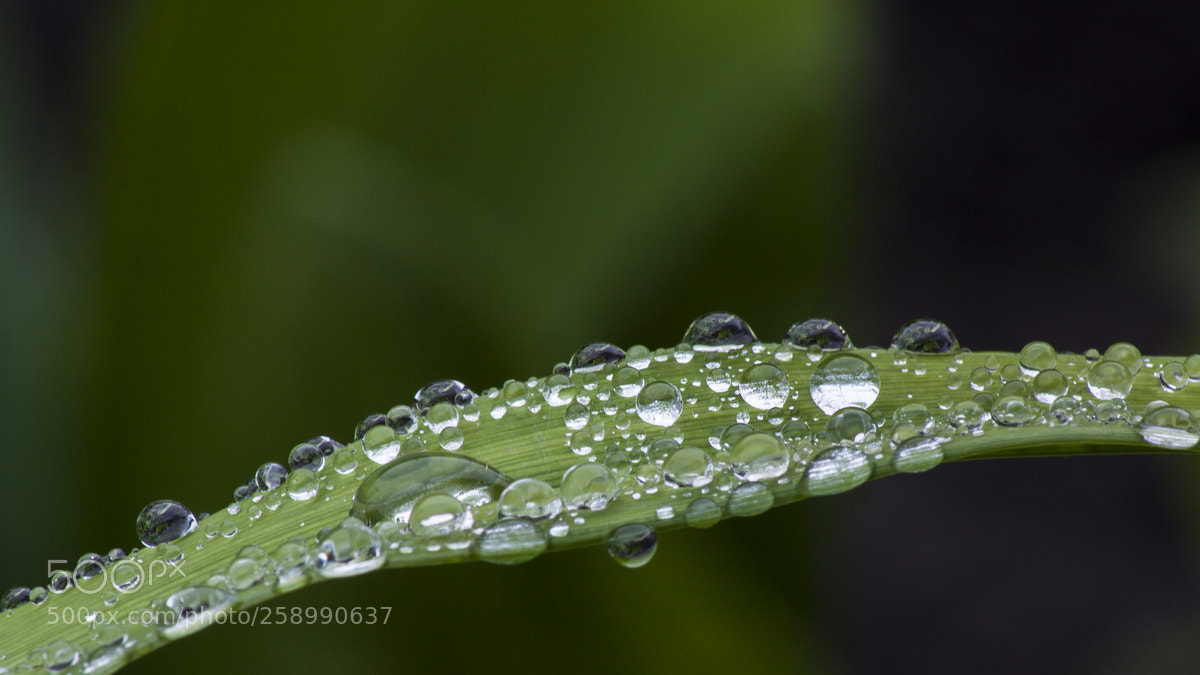 Canon EOS 50D sample photo. After the rain photography