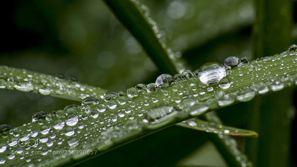Canon EOS 50D sample photo. After the rain photography