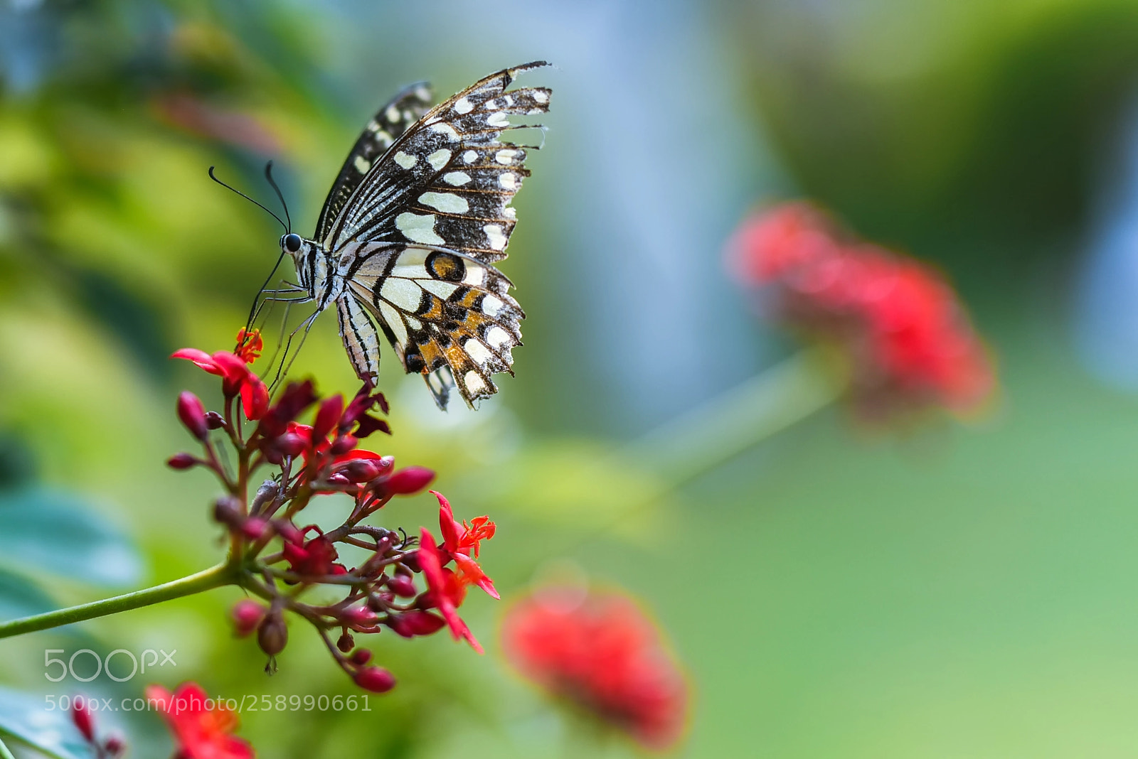 Nikon D750 sample photo. Beautiful betrerflay photography