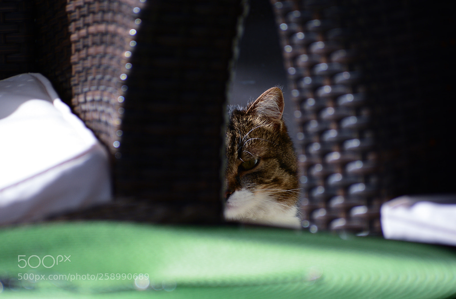 Nikon D5200 sample photo. Wild hunt photography