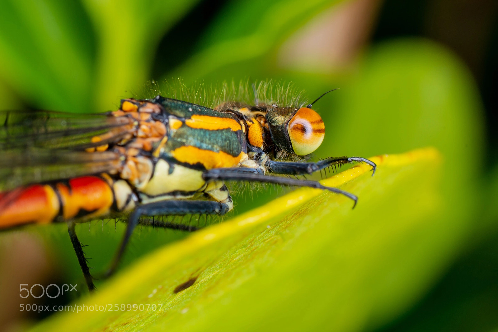 Nikon D800 sample photo. Large red damselfly photography