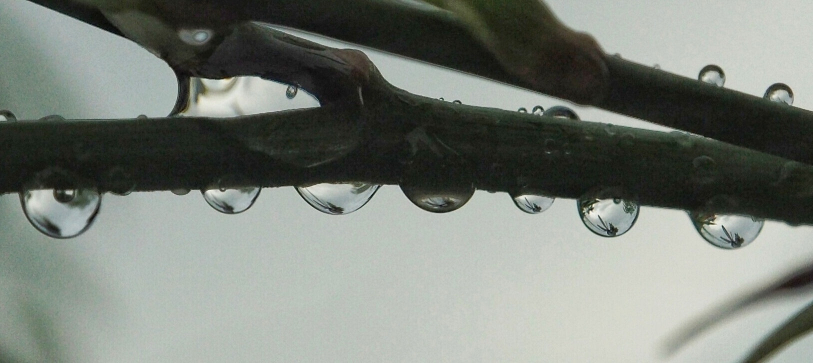 Olympus PEN E-PL7 sample photo. B & w droplets photography