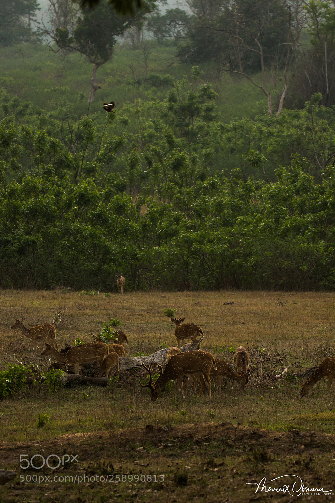Canon EOS 700D (EOS Rebel T5i / EOS Kiss X7i) sample photo. The wildscapes photography