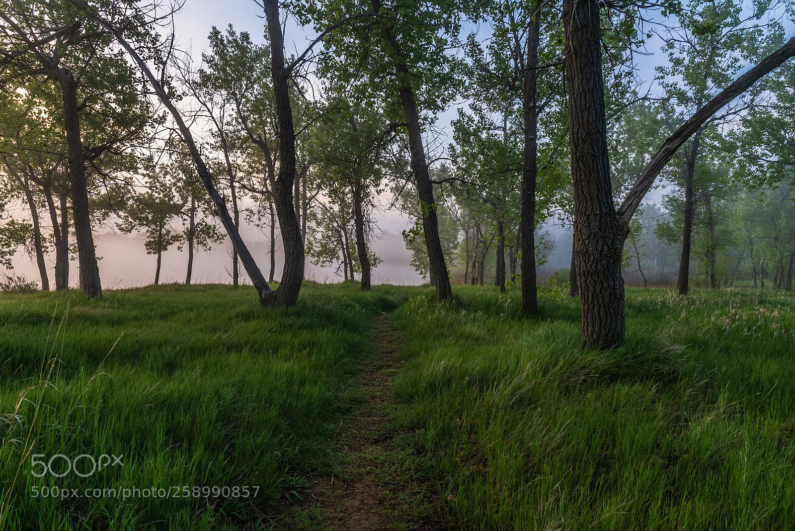 Nikon D750 sample photo. Foggy sunrise photography