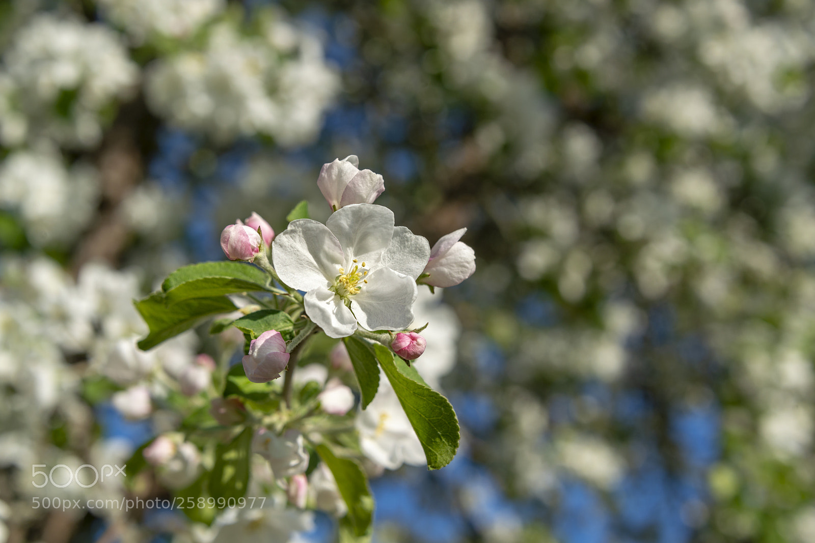 Nikon D800 sample photo. Blooming photography