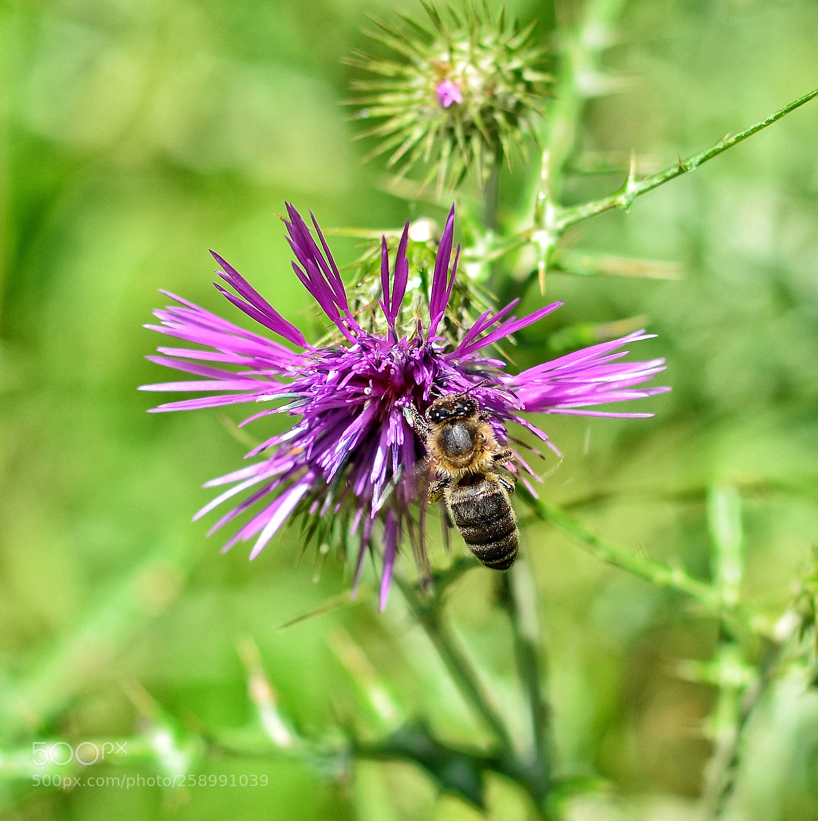 Nikon D5100 sample photo. Pura primavera photography