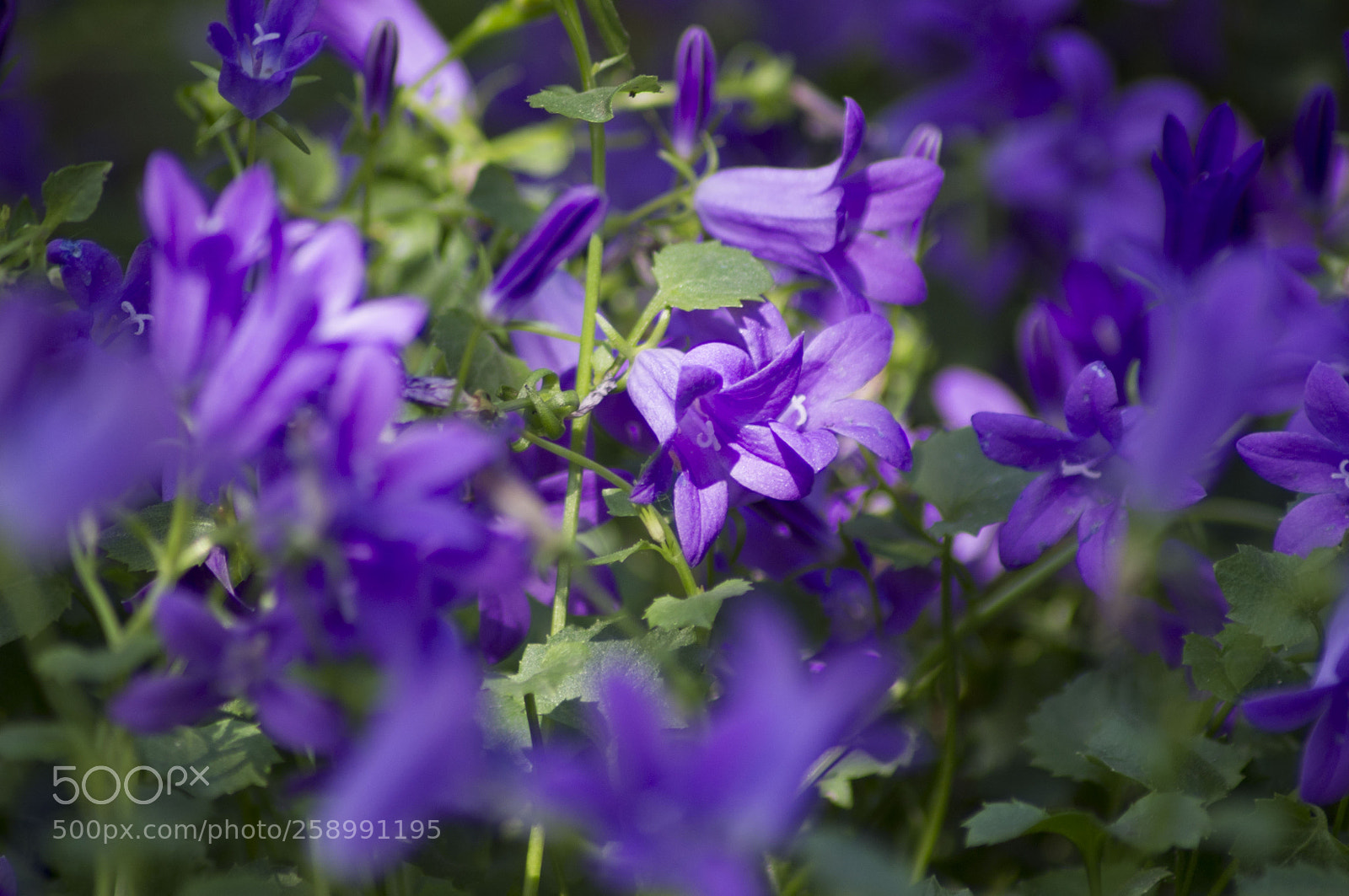 Pentax K-x sample photo. Bell-flower embrace photography