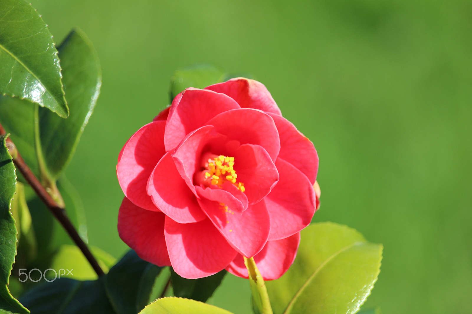 Canon EF-S 55-250mm F4-5.6 IS STM sample photo. Camélia photography