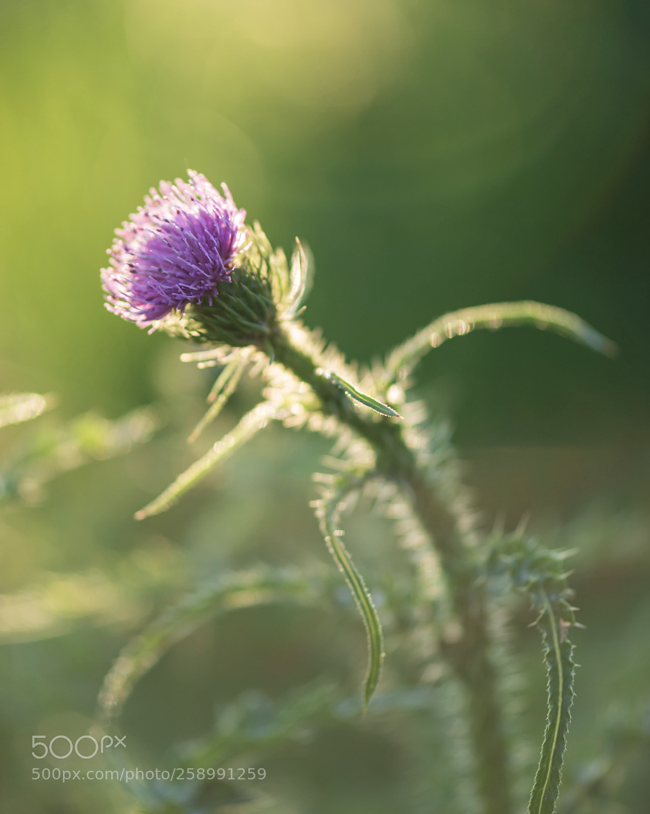 Nikon D750 sample photo. Thistle photography