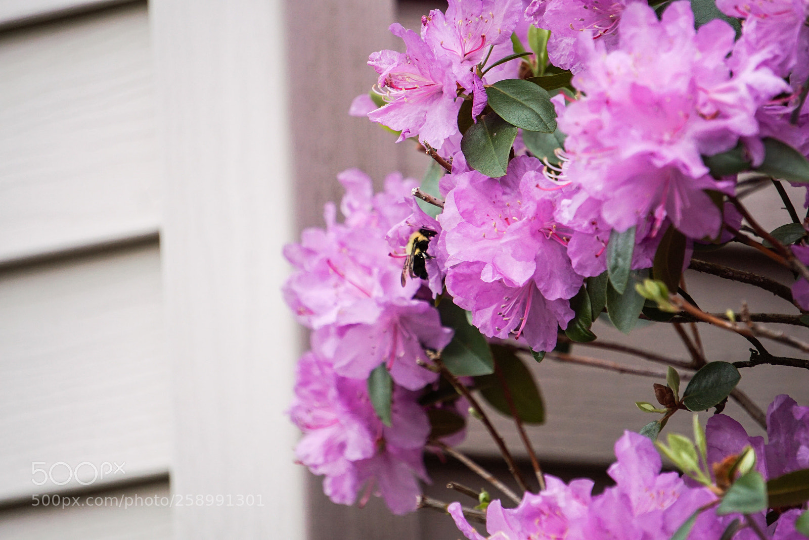 Sony a6000 sample photo. Bee photography