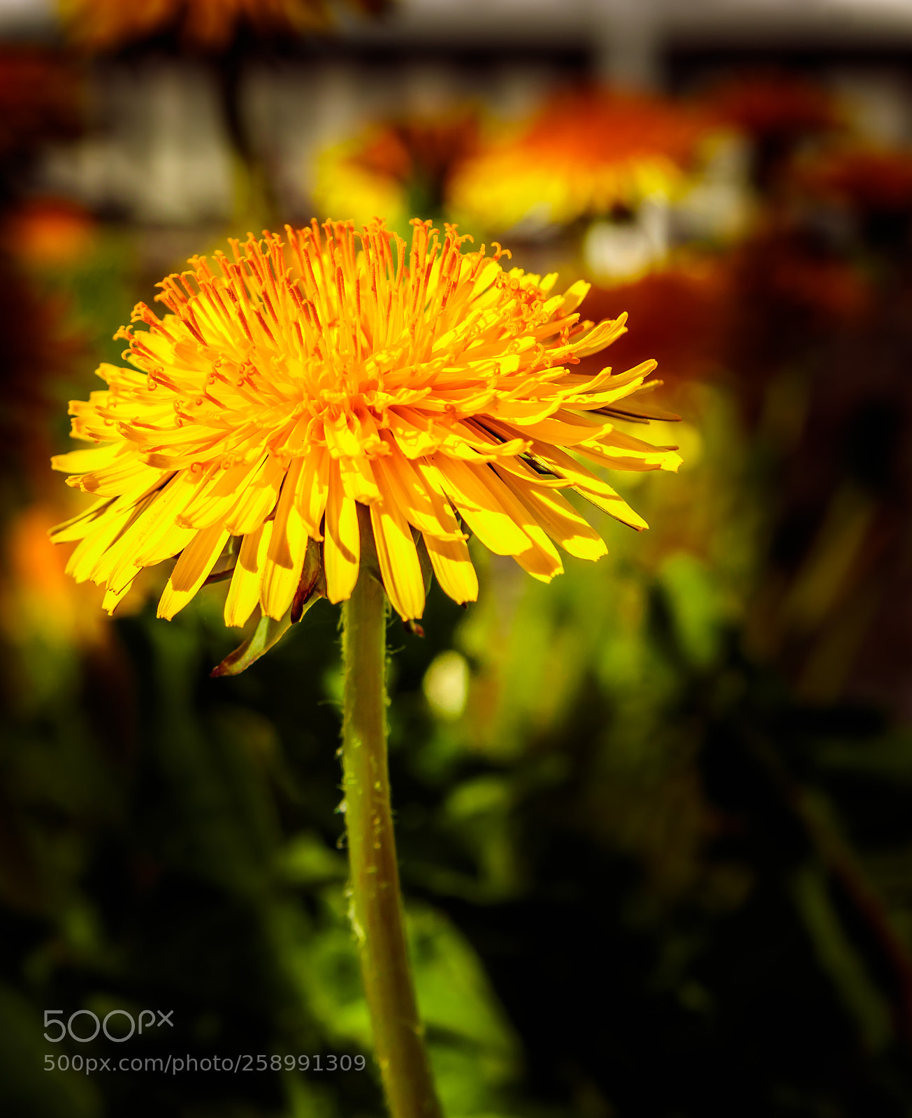 Canon EOS 80D sample photo. Dandelion in spring photography